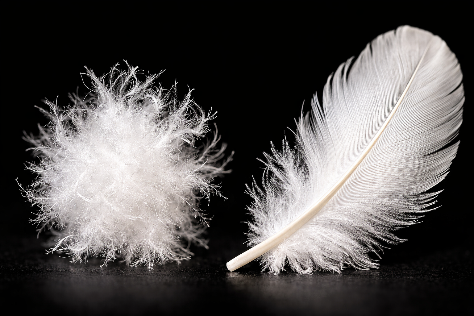 Über das Füllmaterial Federn und Daunen