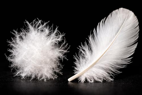 Daune und Feder im Vergleich in einer detailierten Nahaufnahme