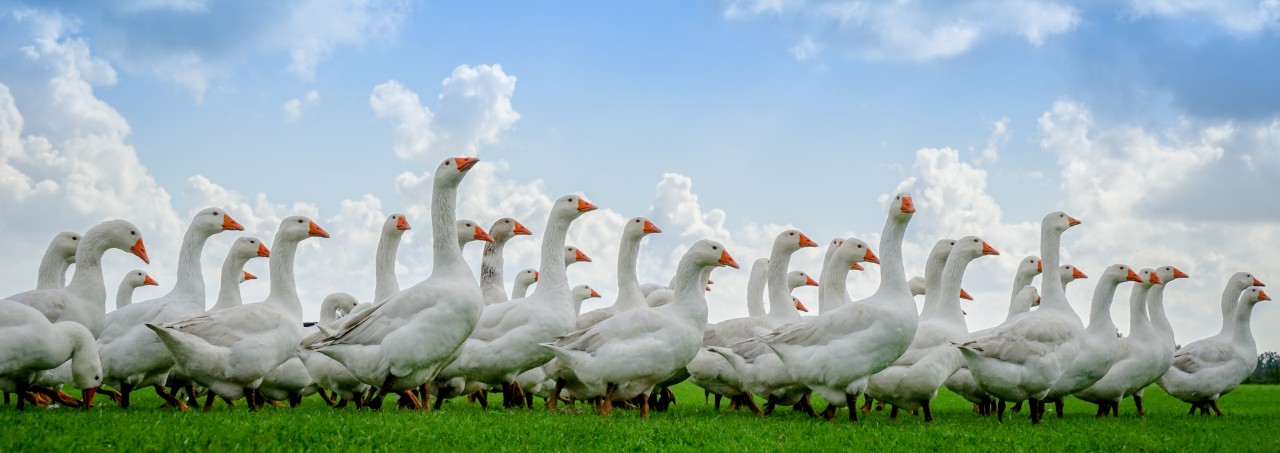 Gänse auf der Weide